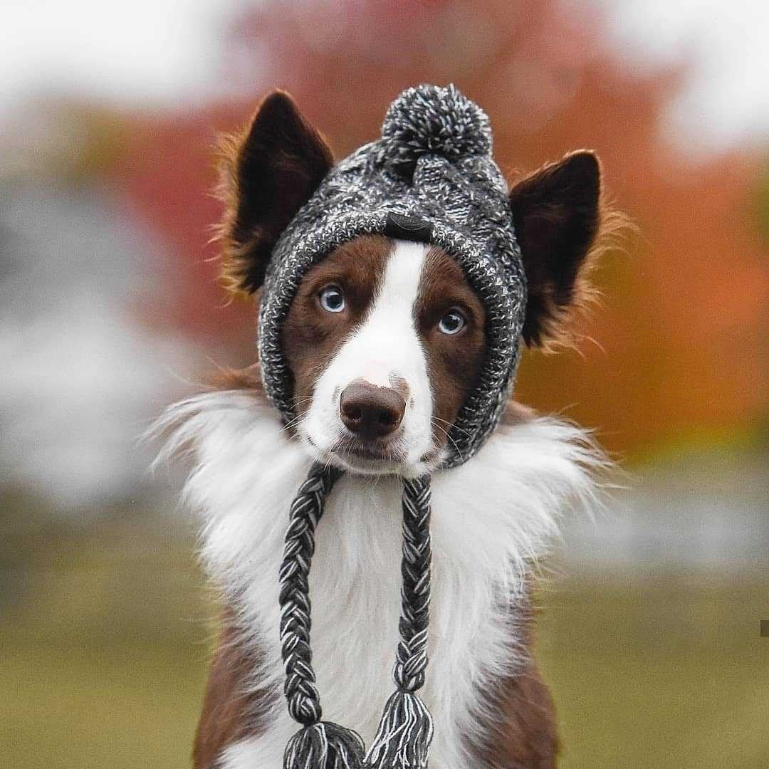 Sombrero de lana para mascotas a prueba de viento